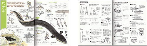 中身の見開き：かっぱ印 川あそびブック