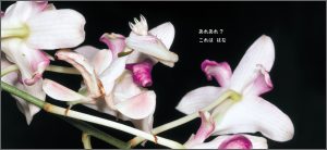 中面 2