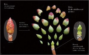 中面 2